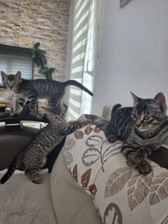 Europäische Kurzhaar Kitten zu verkaufen.