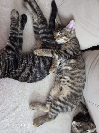 Europäische Kurzhaar Katzen zu verkaufen.