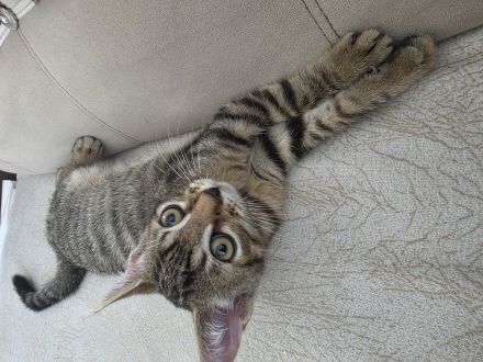 Europäische Kurzhaar Kitten zu verkaufen.