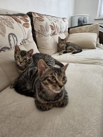 Europäische Kurzhaar Katzen zu verkaufen.