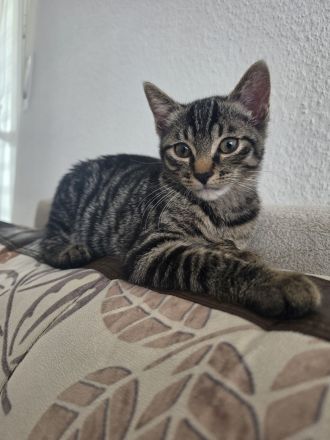 Europäische Kurzhaar Kitten zu verkaufen.