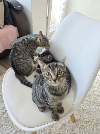 Europäische Kurzhaar Kitten zu verkaufen.
