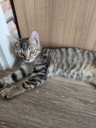 Europäische Kurzhaar Katzen zu verkaufen.