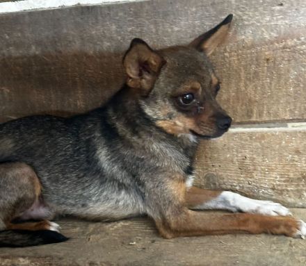 Peanut - Rüde - geb. 01/2024 - 33 cm