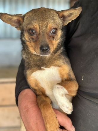 Peanut - Rüde - geb. 01/2024 - 33 cm