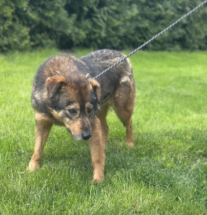 Becky - Hündin - geb. 03/2021 - 50 cm