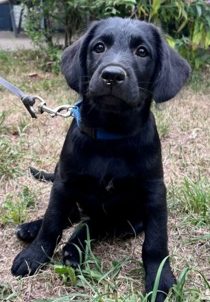 Labradoodle-Welpen, Medium, in pflegeleichtem Kurzhaar-Look