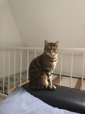 Liebevoller reinrassiger Bengal Kater sucht neues Zuhause
