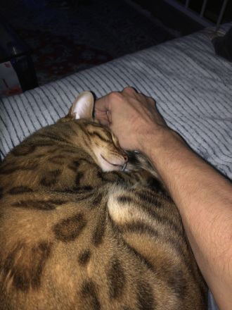 Liebevoller reinrassiger Bengal Kater sucht neues Zuhause