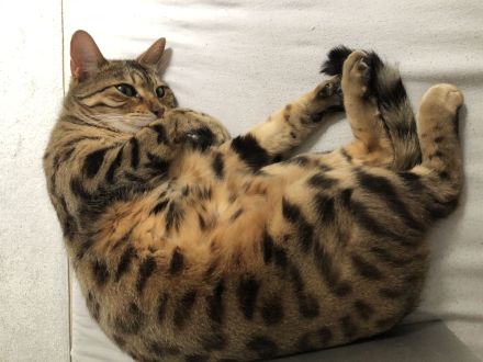 Liebevoller reinrassiger Bengal Kater sucht neues Zuhause