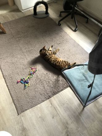 Liebevoller reinrassiger Bengal Kater sucht neues Zuhause