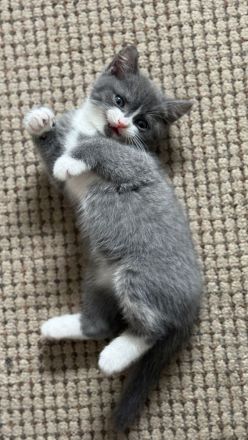 Wunderschöne Britisch Kurzhaar & Britisch Kurzhaar Mix Kitten suchen ein liebevolles Zuhause