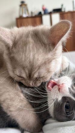 Wunderschöne Britisch Kurzhaar & Britisch Kurzhaar Mix Kitten suchen ein liebevolles Zuhause