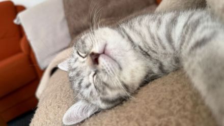 Wunderschöne Britisch Kurzhaar & Britisch Kurzhaar Mix Kitten suchen ein liebevolles Zuhause