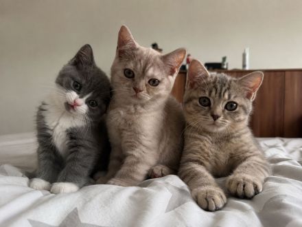 Wunderschöne Britisch Kurzhaar & Britisch Kurzhaar Mix Kitten suchen ein liebevolles Zuhause