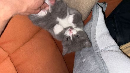 Wunderschöne Britisch Kurzhaar & Britisch Kurzhaar Mix Kitten suchen ein liebevolles Zuhause