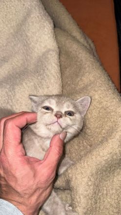 Wunderschöne Britisch Kurzhaar & Britisch Kurzhaar Mix Kitten suchen ein liebevolles Zuhause
