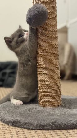 Wunderschöne Britisch Kurzhaar & Britisch Kurzhaar Mix Kitten suchen ein liebevolles Zuhause