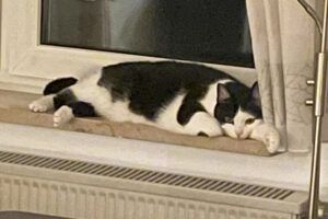 Catlyn und Miaby - wir möchten zusammen bleiben