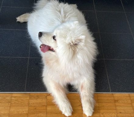 Über Aisa freundliche Samojedenhündin