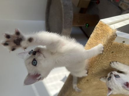 Reinrassige BKH Kitten mit blauen Augen