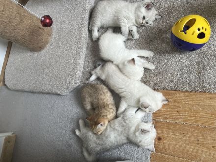 Reinrassige BKH Kitten mit blauen Augen
