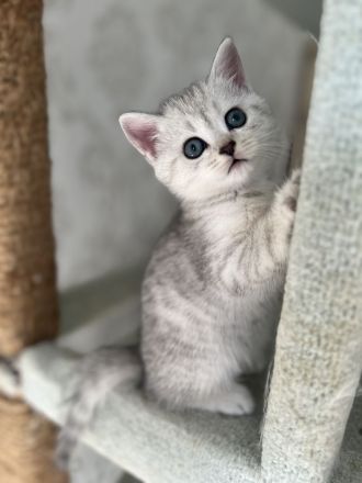 Reinrassige BKH Kitten mit blauen Augen