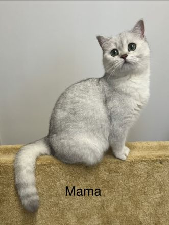 Reinrassige BKH Kitten mit blauen Augen