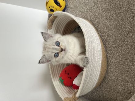 Reinrassige BKH Kitten mit blauen Augen