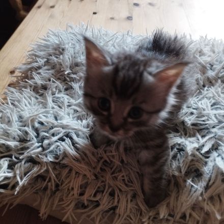 Main Coon Mischlinge