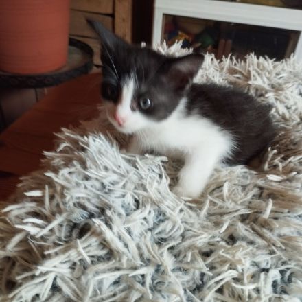 Main Coon Mischlinge