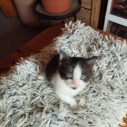 Main Coon Mischlinge