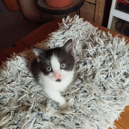Main Coon Mischlinge