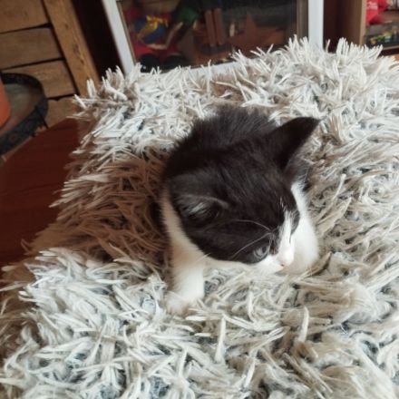 Main Coon Mischlinge