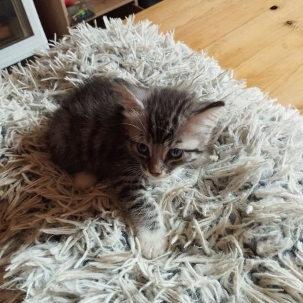 Main Coon Mischlinge