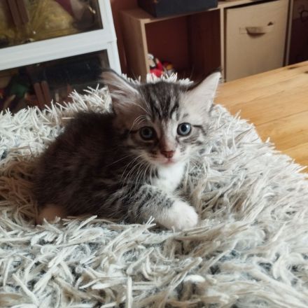 Main Coon Mischlinge