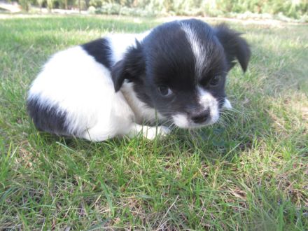 Chihuahua Welpen