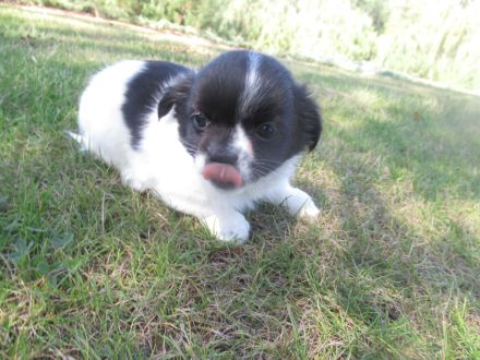 Chihuahua Welpen