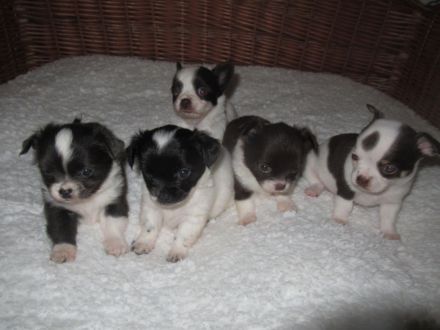 Chihuahua Welpen