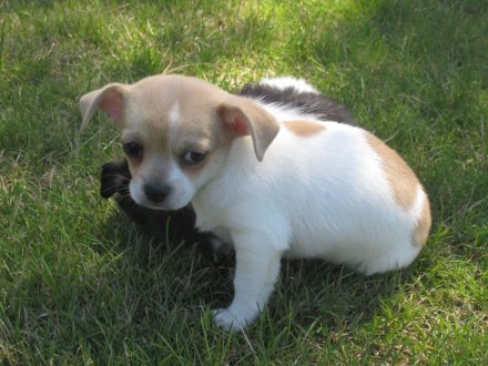 Chihuahua Welpen