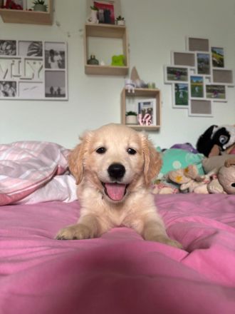 Golden Retriever Welpen 9.5