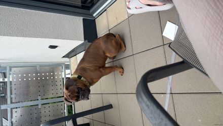 Französische Bulldogge Pocket old englisch Bulldogge