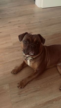 Französische Bulldogge Pocket old englisch Bulldogge