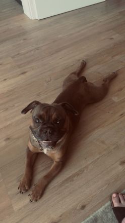 Französische Bulldogge Pocket old englisch Bulldogge