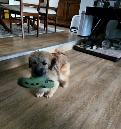 Penny, kleine Mischlingshündin, sucht ihr Zuhause