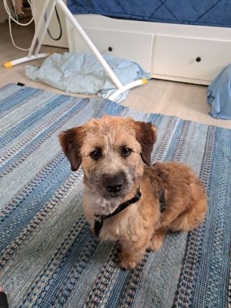 Penny, kleine Mischlingshündin, sucht ihr Zuhause