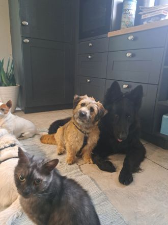 Penny, kleine Mischlingshündin, sucht ihr Zuhause