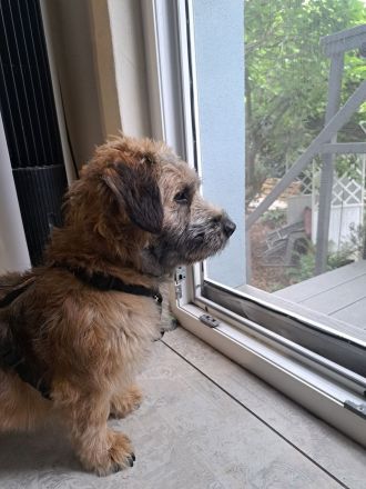 Penny, kleine Mischlingshündin, sucht ihr Zuhause