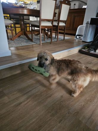 Penny, kleine Mischlingshündin, sucht ihr Zuhause