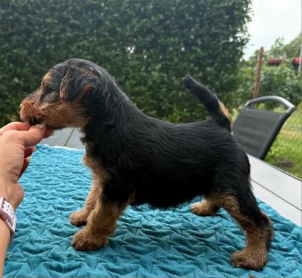 Welsh Terrier Welpen (FCI)